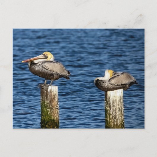 Carte Postale Posts de pélicans Brown (Devant)