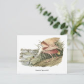 Carte Postale Pot-bec rose, John Audubon (Debout devant)