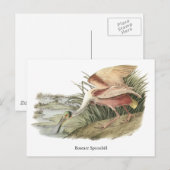 Carte Postale Pot-bec rose, John Audubon (Devant / Derrière)