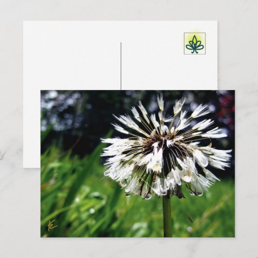 Carte Postale Pot de Dandelion avec Dew Nature paisible (Devant / Derrière)