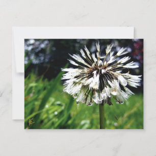 Carte Postale Pot de Dandelion avec Dew Nature paisible