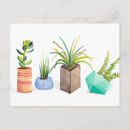 Carte Postale Pot de succulents (Devant)
