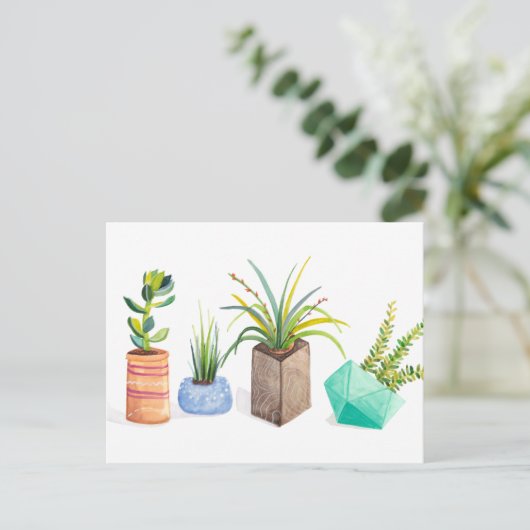 Carte Postale Pot de succulents (Debout devant)
