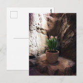 Carte Postale Pot de tulipes dans une Grotte (Devant / Derrière)