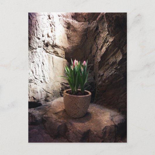 Carte Postale Pot de tulipes dans une Grotte (Devant)