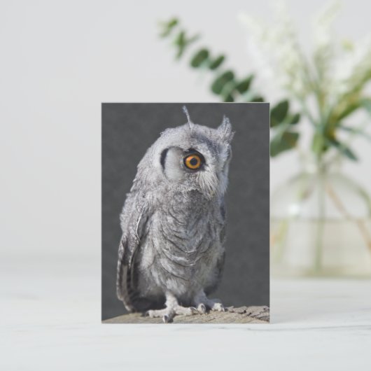 Carte postale Pot Fluffy (Debout devant)
