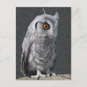 Carte postale Pot Fluffy