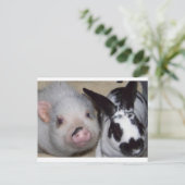 Carte Postale Potbelly Cochon et ami (Debout devant)