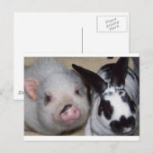 Carte Postale Potbelly Cochon et ami (Devant / Derrière)