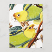 Carte Postale Potc d'oiseau tropical jaune vert multicolore (Devant)