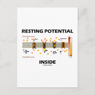 Carte Postale Potentiel de repos à l'intérieur (Pompe Sodium-Pot