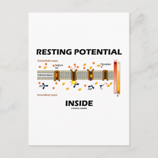 Carte Postale Potentiel de repos à l'intérieur (Pompe Sodium-Pot (Devant)