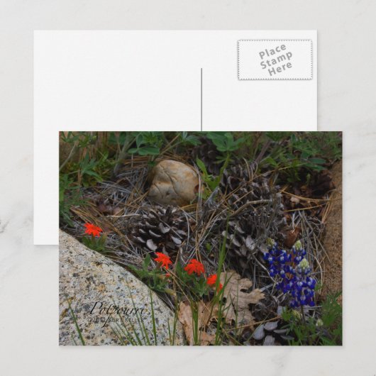 Carte Postale Potpourri (Devant / Derrière)