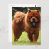 Carte Postale Pots de Chien Chow Chow (Devant / Derrière)