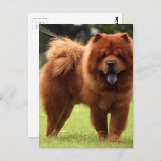 Carte Postale Pots de Chien Chow Chow (Devant / Derrière)