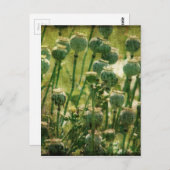 Carte Postale Pots de graines de fleurs de pavot (Devant / Derrière)