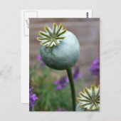 Carte postale Pots de graines de pavot (Devant / Derrière)