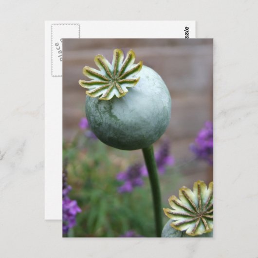 Carte postale Pots de graines de pavot (Devant / Derrière)