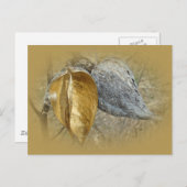 Carte Postale Pots de Milkweed (Devant / Derrière)