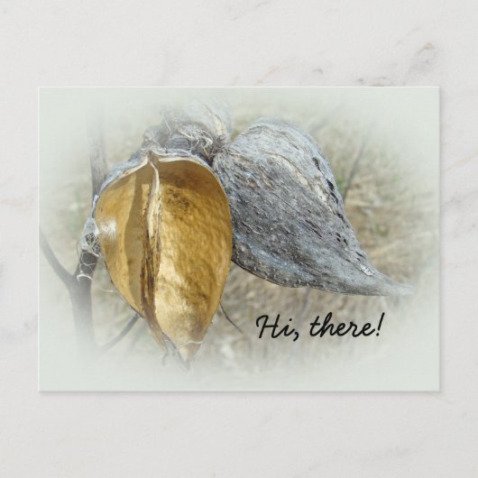 Carte Postale Pots de Milkweed (Devant)