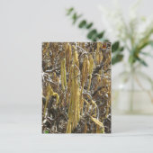 Carte Postale Pots de semences (Debout devant)