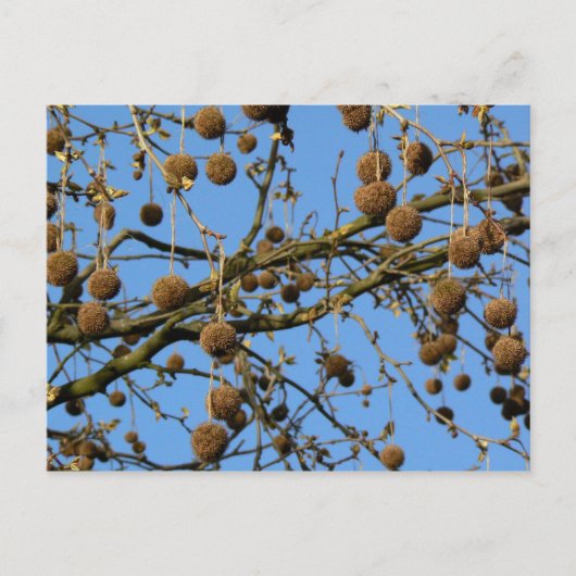 Carte Postale Pots de semences - London Plane Tree (Devant)