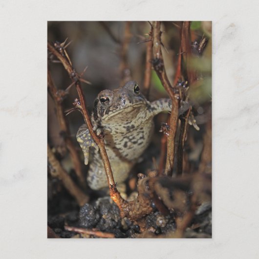 Carte Postale Pouce vers le bas (Devant)