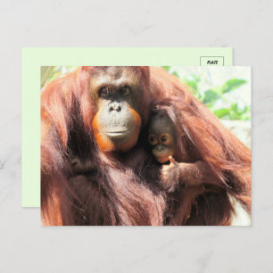Carte Postale Pouce vers le haut Orangutan maman et bébé