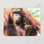 Carte Postale Pouce vers le haut Orangutan maman et bébé (Devant)