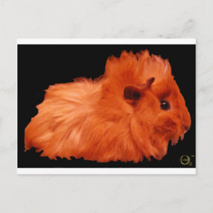 Carte Postale Poudre