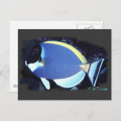 Carte Postale Poudre Bleu Tang (Devant / Derrière)