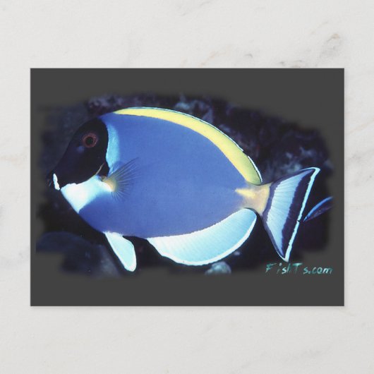 Carte Postale Poudre Bleu Tang (Devant)