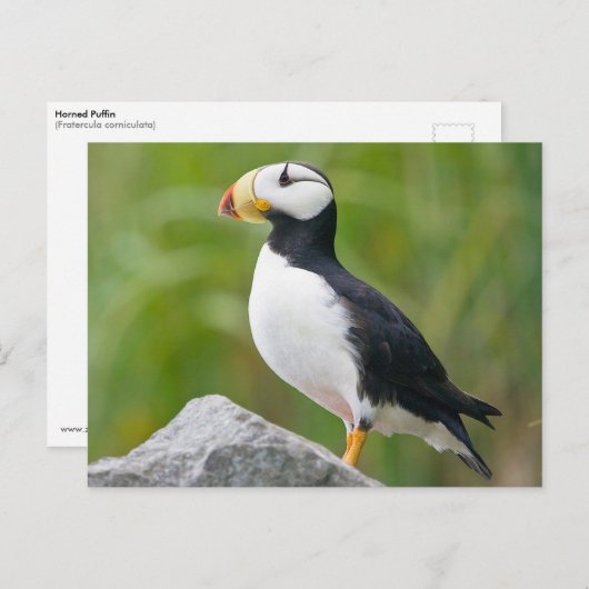 Carte Postale Pouffin à cornes (Fratercula corniculata) (Devant / Derrière)