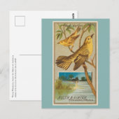 Carte Postale Pouillot siffleur (Devant / Derrière)