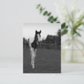 Carte Postale poulain (Debout devant)