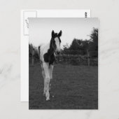 Carte Postale poulain (Devant / Derrière)