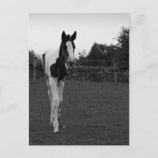 Carte Postale poulain