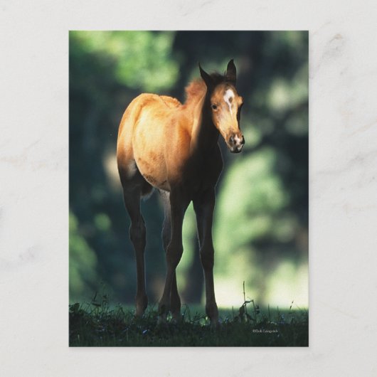 Carte Postale Poulain arabe dans les arbres (Devant)