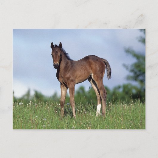 Carte Postale Poulain de pur sang se tenant dans l'herbe (Devant)
