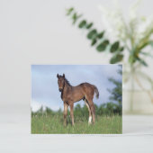 Carte Postale Poulain de pur sang se tenant dans l'herbe (Debout devant)