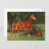 Carte Postale Poulain et châtaignier dans le pré | Hans Haag (Devant / Derrière)