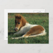 Carte Postale Poulain miniature couché (Devant / Derrière)