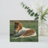 Carte Postale Poulain miniature couché (Debout devant)