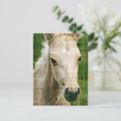 Carte Postale Poulain Palomino (Debout devant)