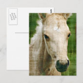 Carte Postale Poulain Palomino (Devant / Derrière)