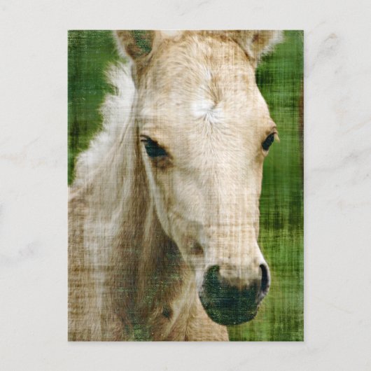 Carte Postale Poulain Palomino (Devant)
