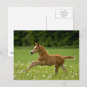 Carte Postale Poulains de la galopie (Devant / Derrière)