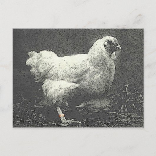 CARTE POSTALE POULE (Devant)