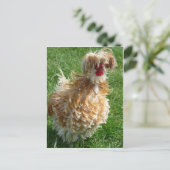 Carte Postale poule (Debout devant)