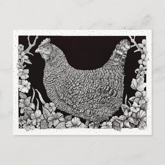 Carte Postale Poule Barred Rock (Devant)